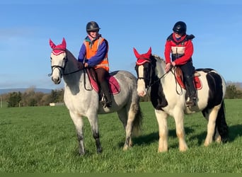 Cob, Gelding, 4 years, 14,3 hh, Pinto