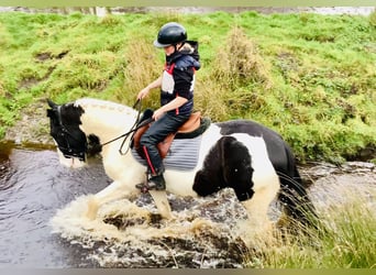 Cob, Gelding, 4 years, 14,3 hh, Pinto