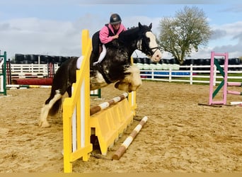 Cob, Gelding, 4 years, 15.1 hh, Roan-Blue