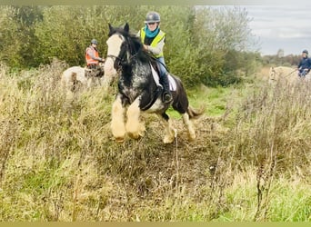Cob, Gelding, 4 years, 15.1 hh, Roan-Blue
