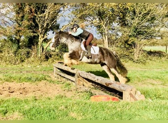 Cob, Gelding, 4 years, 15.1 hh, Roan-Blue