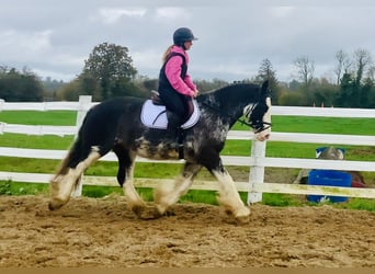 Cob, Gelding, 4 years, 15.1 hh, Roan-Blue