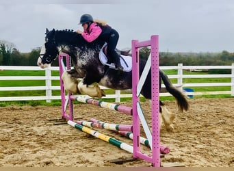 Cob, Gelding, 4 years, 15.1 hh, Roan-Blue