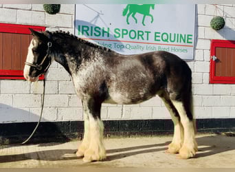 Cob, Gelding, 4 years, 15.1 hh, Roan-Blue
