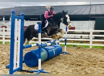 Cob, Gelding, 4 years, 15.1 hh, Roan-Blue