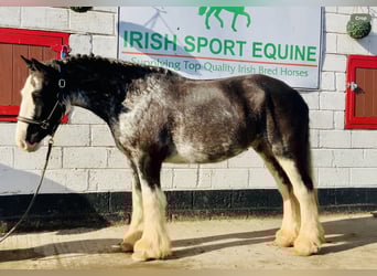 Cob, Gelding, 4 years, 15.1 hh, Roan-Blue
