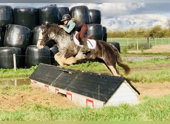 Cob, Gelding, 4 years, 15.1 hh, Roan-Blue