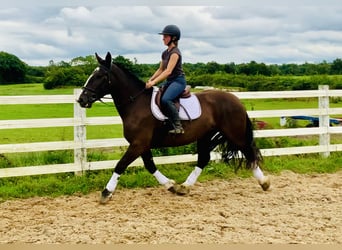 Cob, Gelding, 4 years, 15.2 hh, Brown