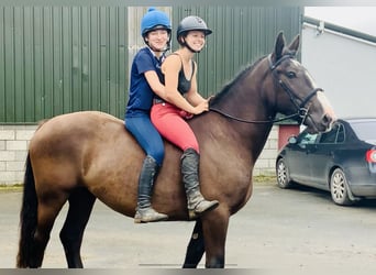 Cob, Gelding, 4 years, 15.2 hh, Brown