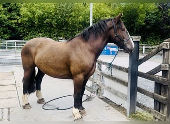 Cob, Gelding, 4 years, 15.2 hh, Brown