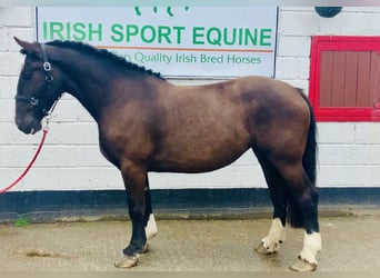 Cob, Gelding, 4 years, 15.2 hh, Brown