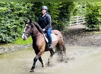 Cob, Gelding, 4 years, 15.2 hh, Brown