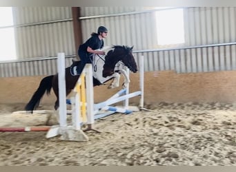 Cob, Gelding, 4 years, 15,2 hh, Pinto