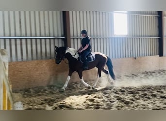 Cob, Gelding, 4 years, 15,2 hh, Pinto