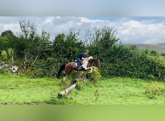 Cob, Gelding, 4 years, 15,2 hh, Pinto