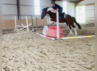 Cob, Gelding, 4 years, 15,2 hh, Pinto