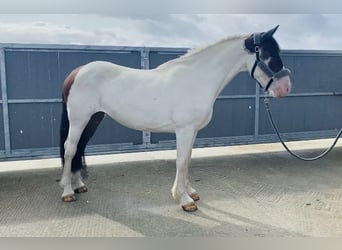 Cob, Gelding, 4 years, 15,2 hh, Pinto