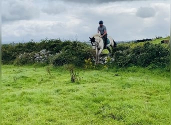 Cob, Gelding, 4 years, 15,2 hh, Pinto