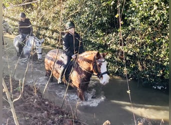 Cob, Gelding, 4 years, 15.2 hh, Roan-Red