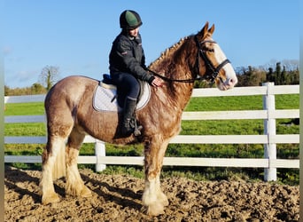 Cob, Gelding, 4 years, 15.2 hh, Roan-Red