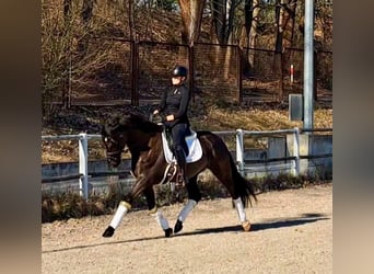 Cob Mix, Gelding, 4 years, 15.3 hh, Brown