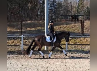 Cob Mix, Gelding, 4 years, 15.3 hh, Brown