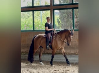 Cob, Gelding, 4 years, 15.3 hh, Brown