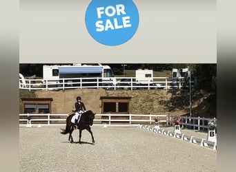 Cob Mix, Gelding, 4 years, 15.3 hh, Brown
