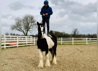 Cob, Gelding, 4 years, 15,3 hh, Pinto