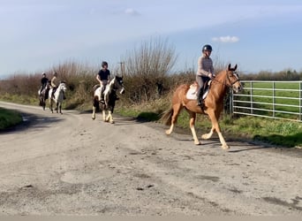 Cob Mix, Gelding, 4 years, 15 hh, Chestnut