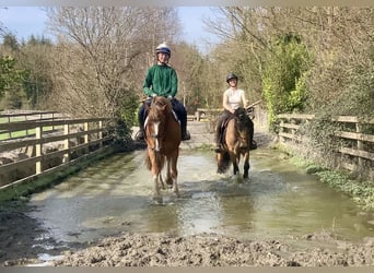 Cob Mix, Gelding, 4 years, 15 hh, Chestnut
