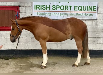 Cob Mix, Gelding, 4 years, 15 hh, Chestnut