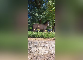 Cob Mix, Gelding, 4 years, 15 hh, Dun