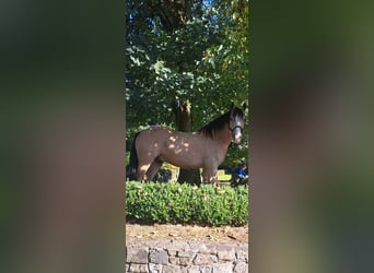 Cob Mix, Gelding, 4 years, 15 hh, Dun