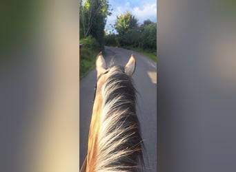 Cob Mix, Gelding, 4 years, 15 hh, Dun