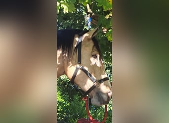 Cob Mix, Gelding, 4 years, 15 hh, Dun