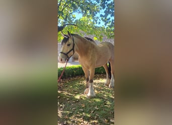 Cob Mix, Gelding, 4 years, 15 hh, Dun