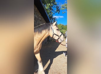 Cob Mix, Gelding, 4 years, 15 hh, Dun