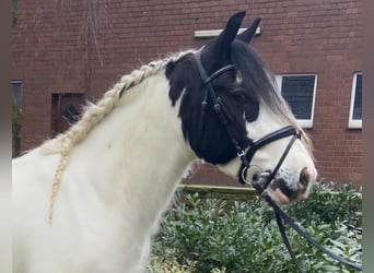 Cob, Gelding, 4 years, 15 hh, Pinto