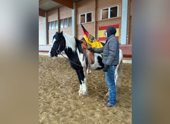 Cob, Gelding, 4 years, 15 hh, Pinto