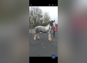 Cob, Gelding, 4 years, 15 hh