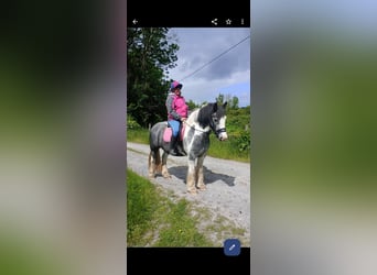 Cob, Gelding, 4 years, 15 hh