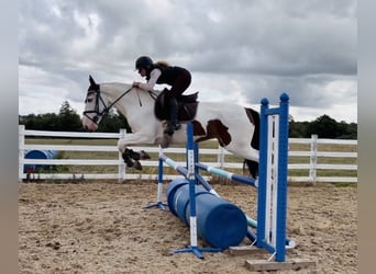 Cob, Gelding, 4 years, 15 hh, Tobiano-all-colors