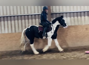 Cob, Gelding, 4 years, 15,1 hh, Leopard-Piebald