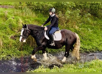 Cob, Gelding, 4 years, 15,3 hh, Black