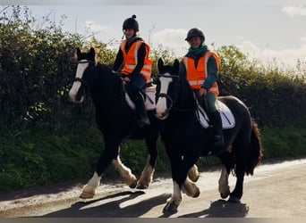 Cob, Gelding, 4 years, 15,3 hh, Black