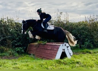 Cob, Gelding, 4 years, 15,3 hh, Black