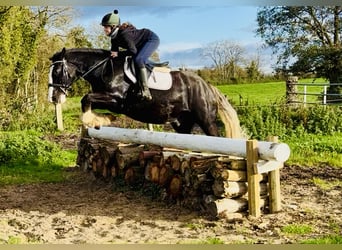 Cob, Gelding, 4 years, 15,3 hh, Black