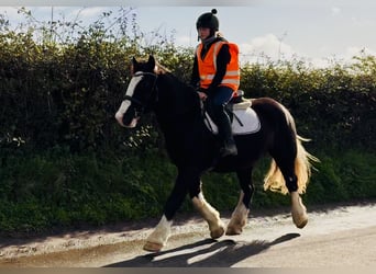 Cob, Gelding, 4 years, 15,3 hh, Black