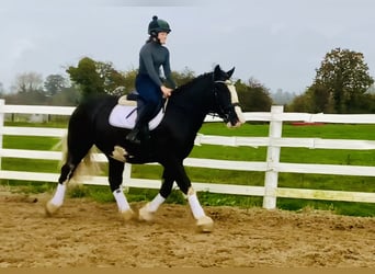 Cob, Gelding, 4 years, 15,3 hh, Black
